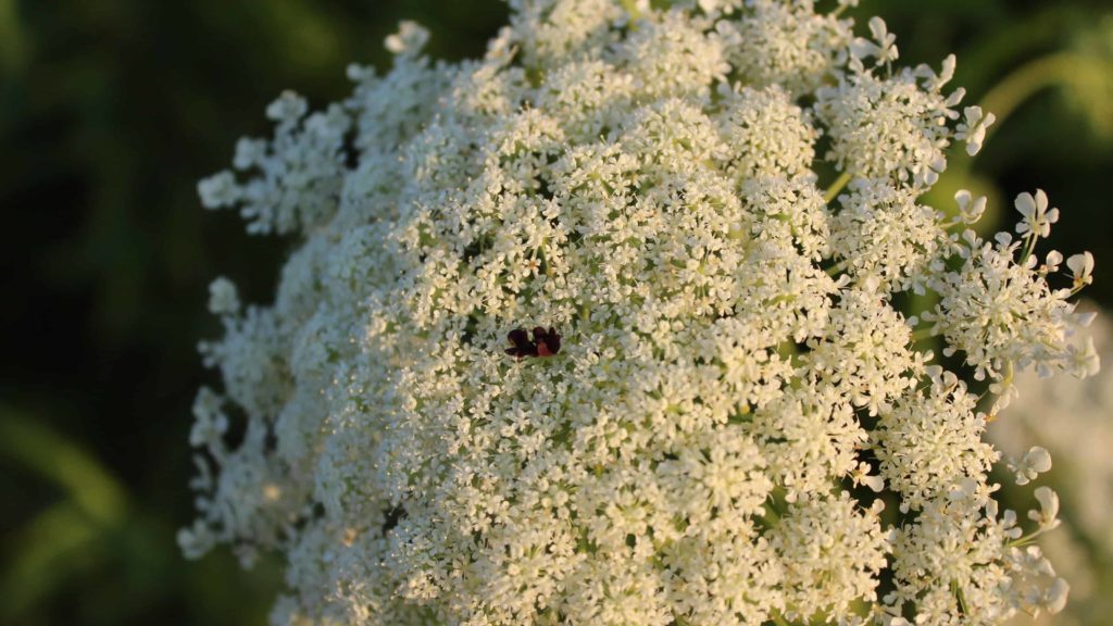 Queen Anne's Lace often has one or two tiny purple blossoms among the white ones.