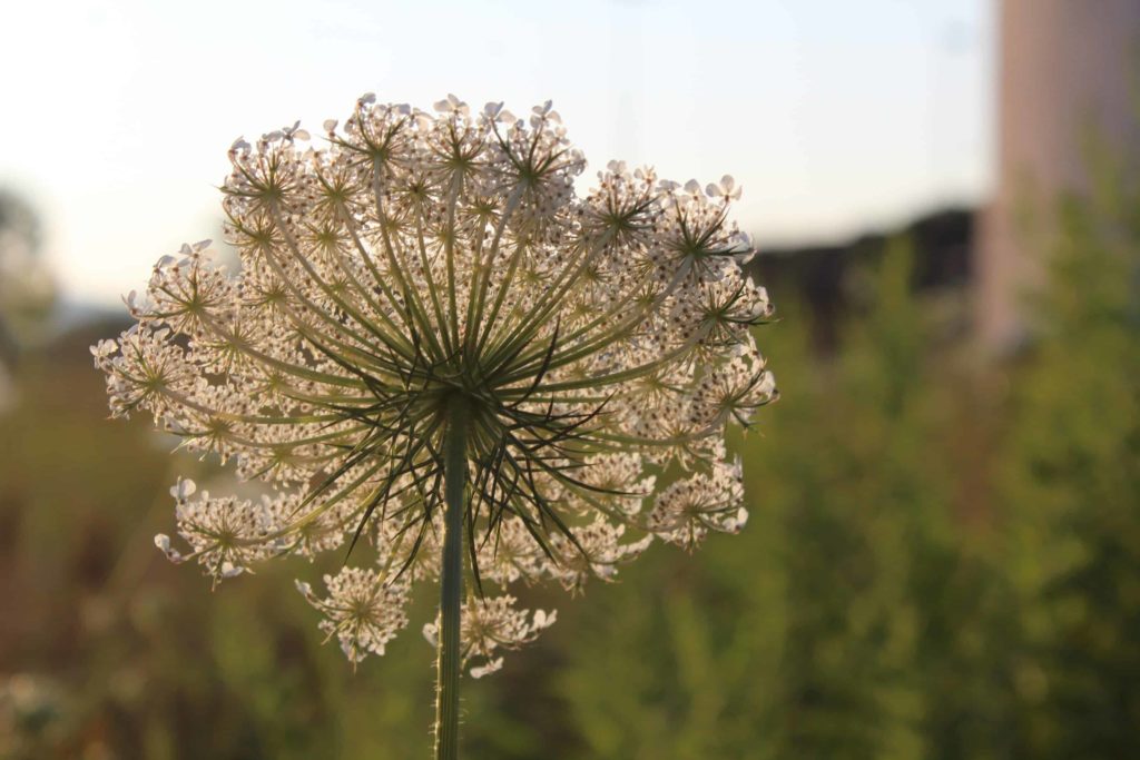 Queen Anne's Lace blooms along the roads and in the fields in high summer.