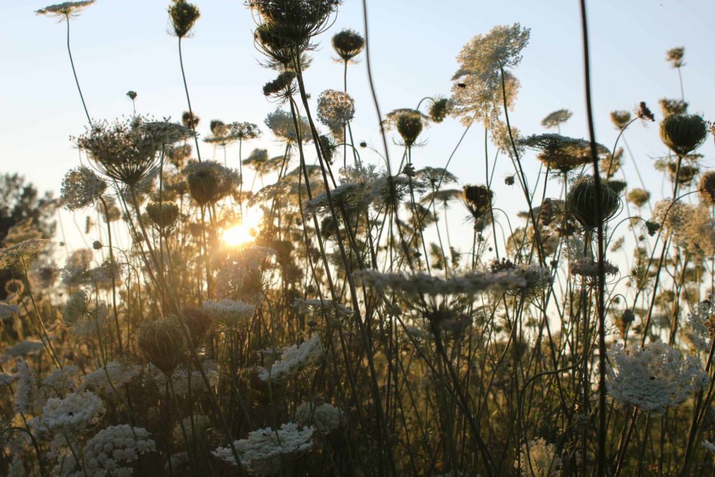 The sun sets through meadow flowers.
