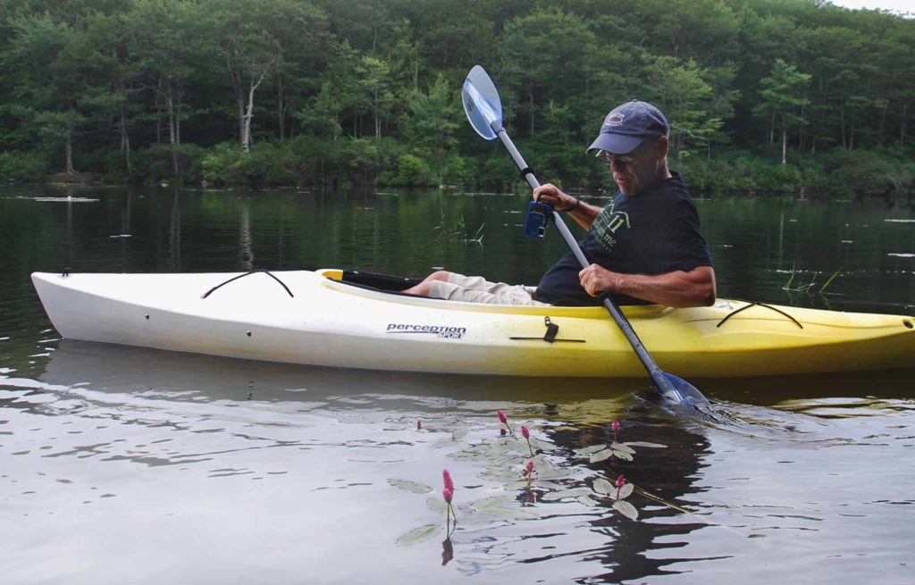 Berkshire naturalist Thom Smith kayaks Lake Benedict and gazes at smartweed. Photo courtesy of Thom Smith