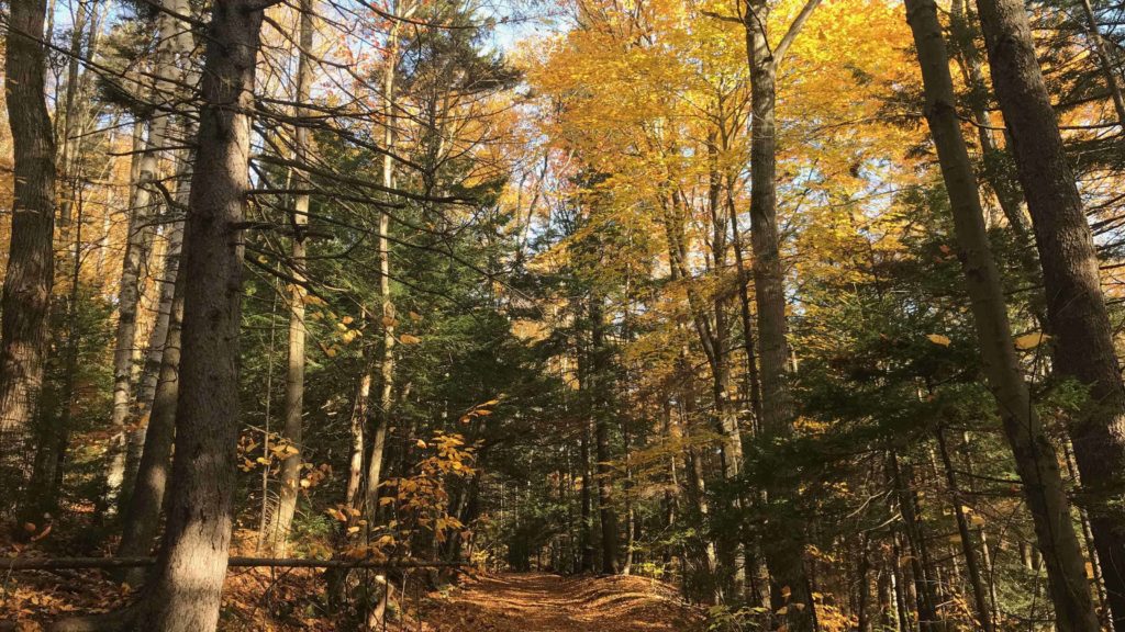 Trees turn golden on the Cheshire Harbor trail.