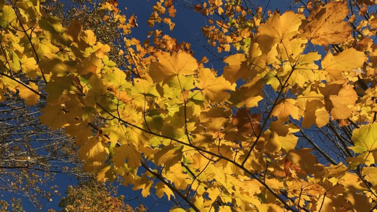 Sun gleams on golden maple leaves in the Berkshire hills, where national poet laureate Richard Wilbur lived and found the spark for many of his poems.