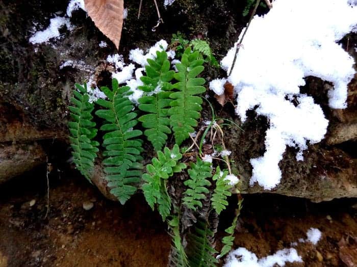 In Dalton, Christmas ferns show green against the first snow.