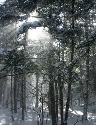 Evergreens in snow add color in the winter woods in Dalton.