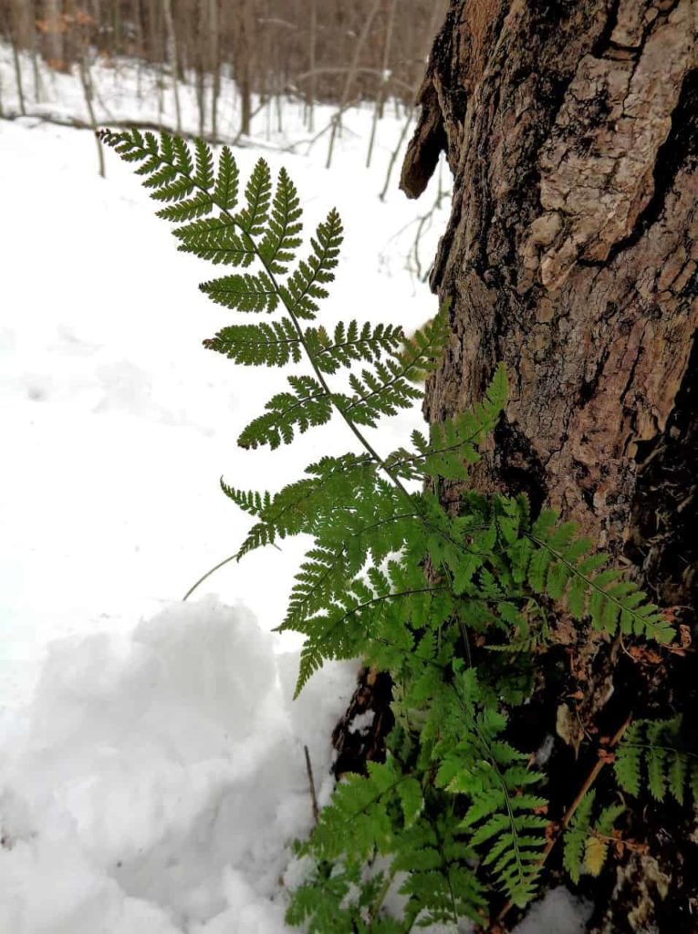 Ferns can keep green until Christmas in the winter woods in Dalton.