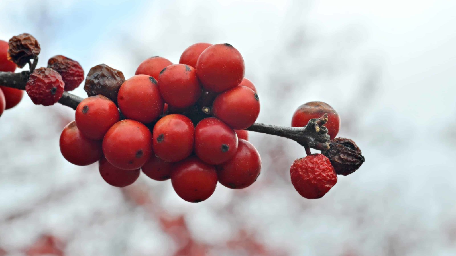 Winterberry turns red in the cold months.
