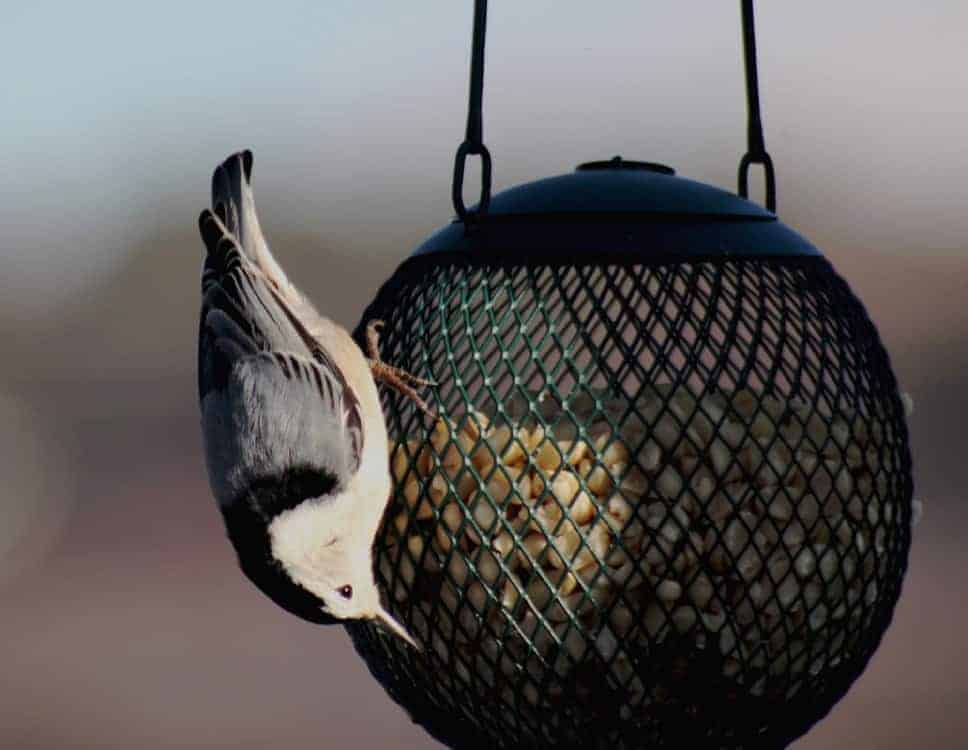 1. White-breasted Nuthatch — the upside down bird is often seen headed down a tree rather than climbing up as woodpeckers do.
