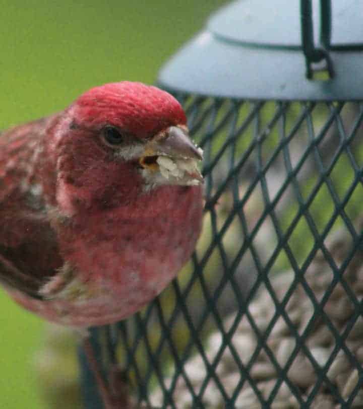 2. Purple Finch — gives the impression it has been dunked in raspberry juice or jam. It is easier to identify when you see a pair; the females have no red. They are streaked below, with facial markings with a white eye stripe and a dark line down the side of the throat.