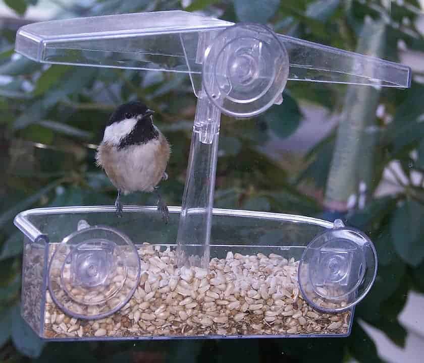 3. Black-capped Chickadee — the Massachusetts State Bird is a year-round resident, easily tamed and ready to scold when seed runs out. They will feed from a hand to sock feeder, most commonly though at a tube feeder. They may be the easiest bird to attract.