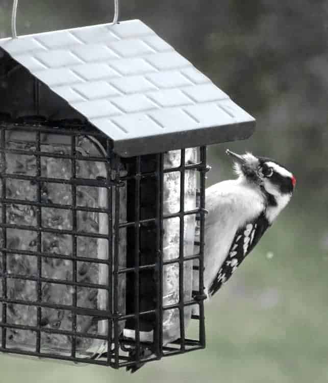 5. Downy Woodpecker — has a short bill and is the smaller version of the hairy woodpecker that has a long bill. It’s best to see both together to understand their difference in size.