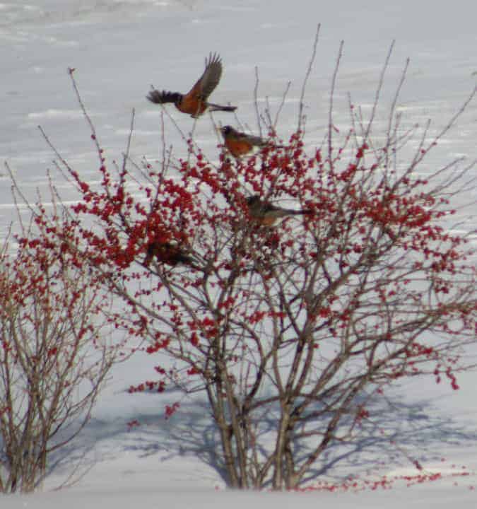 8. American Robin — no longer the harbinger of spring as it once was, they have now been seen year-round. They are most commonly connected with the earthworm, but in fruit-ripening season and in the winter months they make fruits and berries a staple. Attracting these birds in winter will require some planting: They like winterberry (seen here), Dogwood and Crabapples. And like their relative the bluebird,they have come to eat dried mealworms that can be added to your arsenal of bird foods.