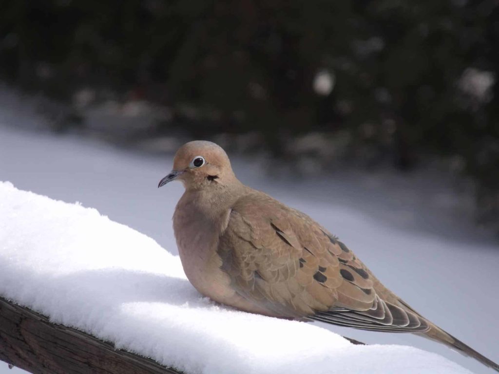 9. Mourning Dove — with their soft, mournful drawn-out calls have inspired their name. Not arrogant birds, nor fussy, they happily eat a wide assortment of seeds on the ground or platform feeder (BOSSH, MLT, MLO, CRN). It is among the most numerous bird in the country.