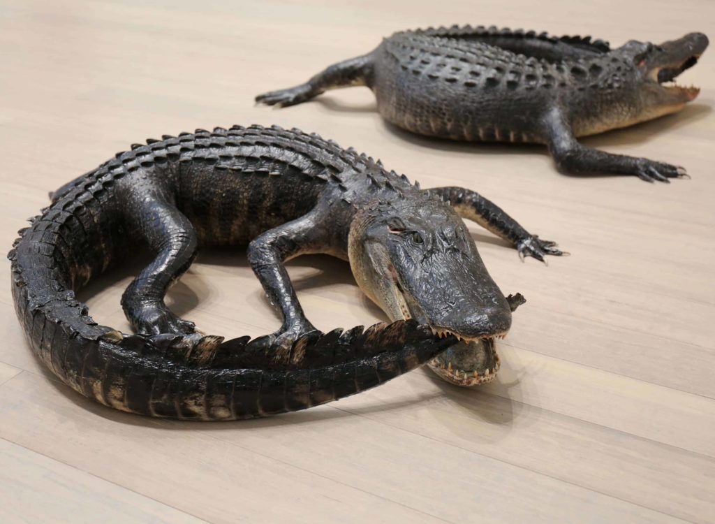Allison Janae Hamilton, Floridaland 6. Alligators (sustainably harvested) form the symbol of the Ouroborous. Courtesy of the artist