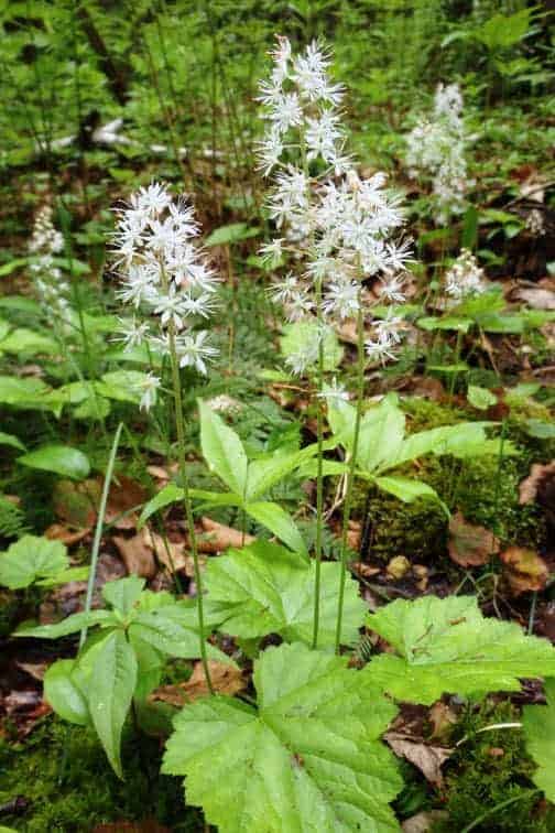 Foamflower  with its numerous white flowers is often found in large patches.  It grows in same conditions as with miterwort (bishop’s cap) and is sometimes called false miterwort.