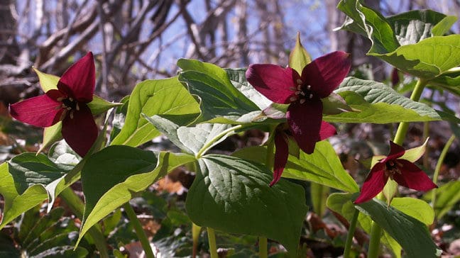 Wake-robin isn’t the sweetest smelling flower in these woods, but it is easy to spot — it spreads three petals and three leaves. It is also called red or purple trillium.