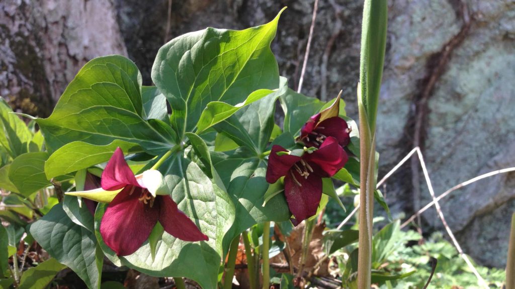 Wake-robin isn’t the sweetest smelling flower in these woods, but it is easy to spot — it spreads three petals and three leaves. It is also called red or purple trillium.
