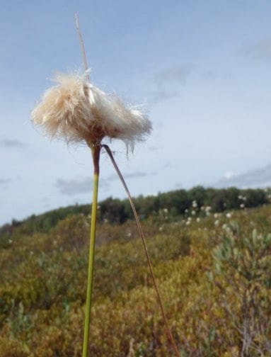 Cottongrass is neither a grass nor cotton, although in earlier days its fiber was used in making paper, candle wicks and pillow stuffing.