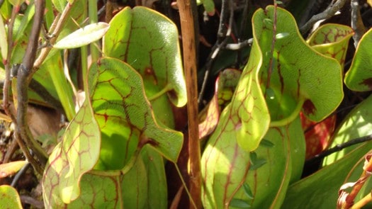 Pitcher Plant is one of at least three and possibly four or more insectivorous (insect eating) plants found on the bog and in waters around it. Its leaves form cups that collect water into which small insects fall and are digested providing much needed nutrients for the plants.