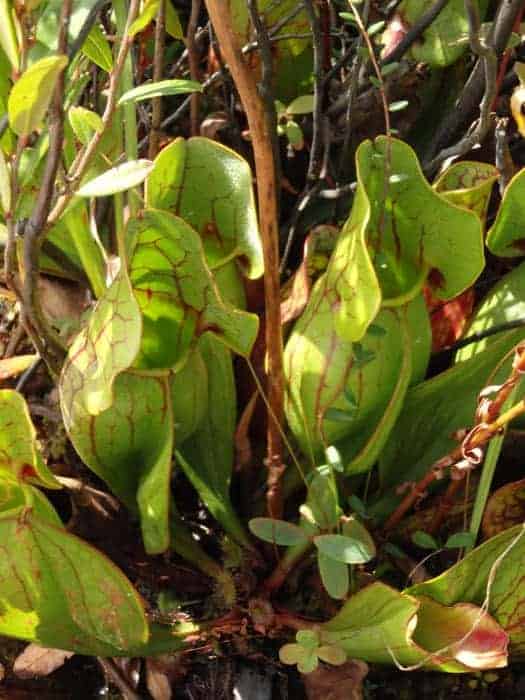 Pitcher Plant is one of at least three and possibly four or more insectivorous (insect eating) plants found on the bog and in waters around it. Its leaves form cups that collect water into which small insects fall and are digested providing much needed nutrients for the plants.