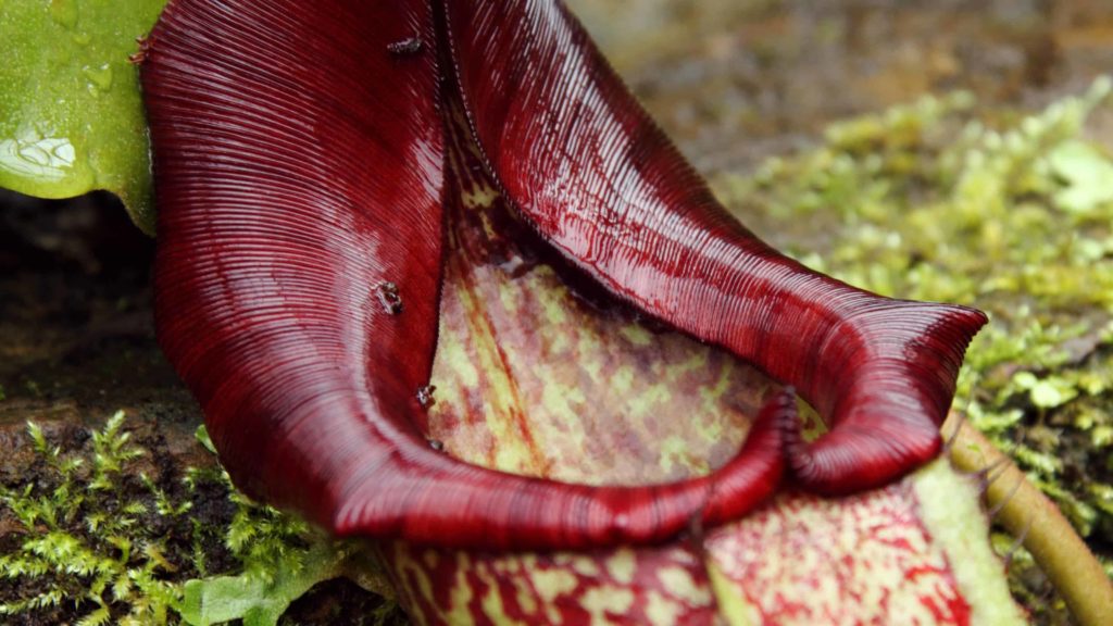 Carniverous pitcher plants grow in Berkshire bogs and in Southern Vermont.