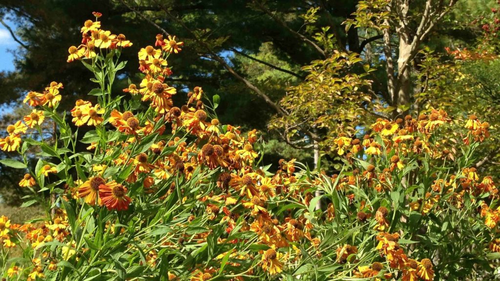 Berkshire Botanical Garden displays fall colors.
