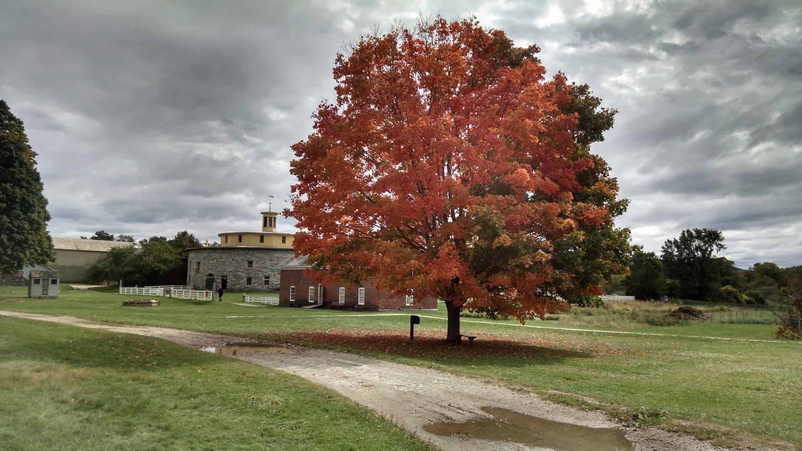 Fall brings color to a spreading tree at Hancock Shaker Village.