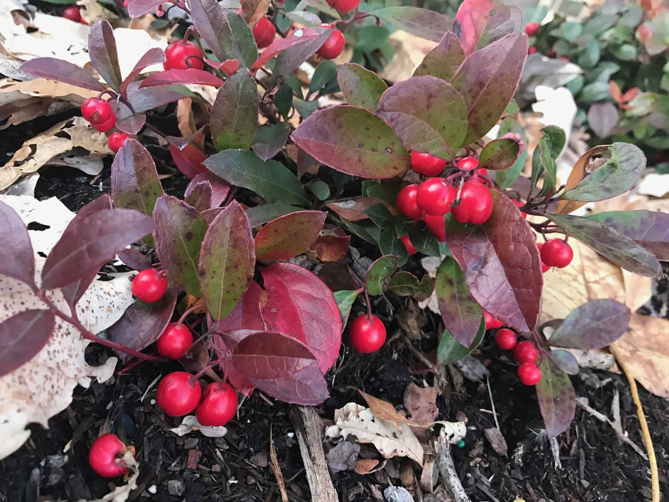 The gardens around 'Large Bowl' near the science quad are bright with fall berries at Williams College.