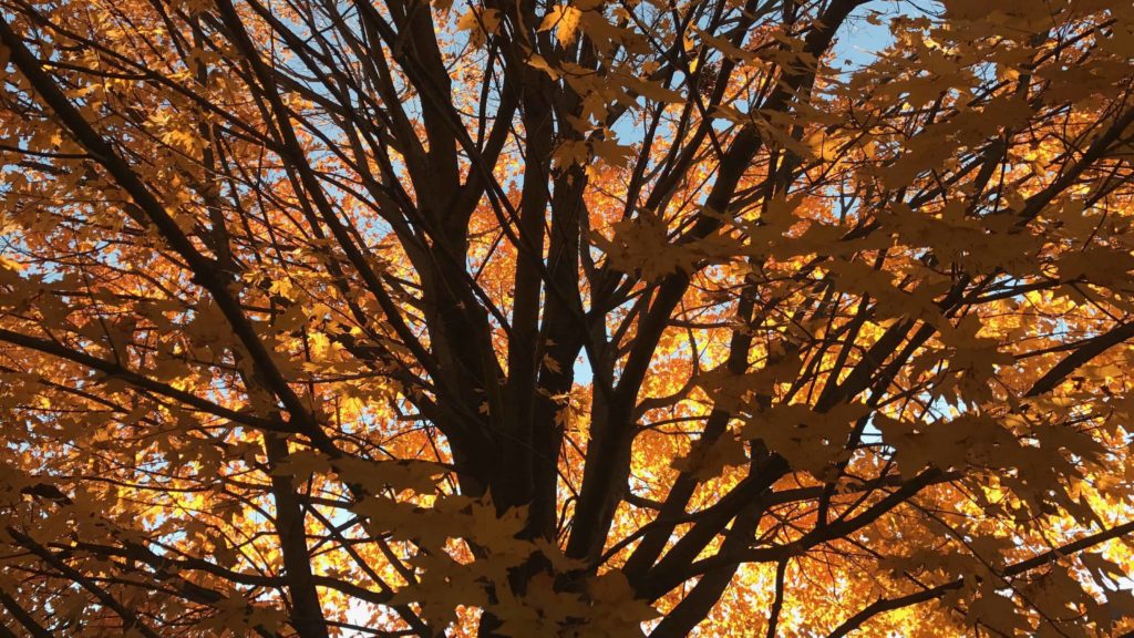 A late-turning maple tree catches the sunset at Williams College.