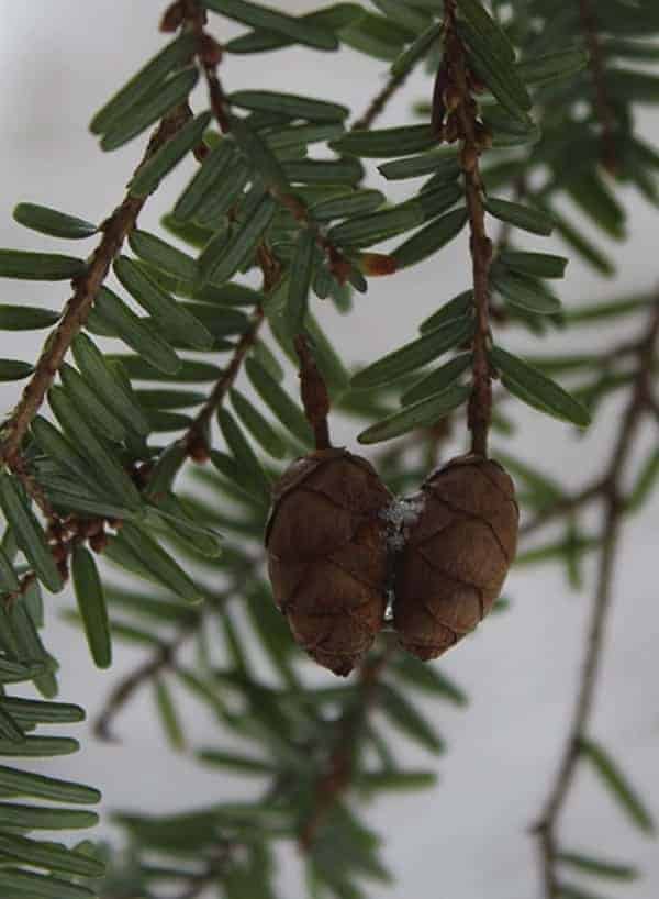 Three-quarter-inch cones hang from a branch, showing light colored stripes on the underleaf (needle).