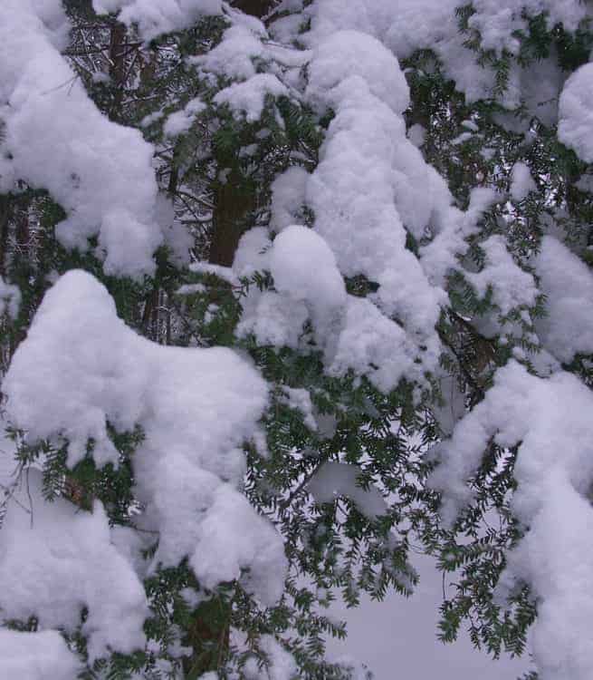 Fresh snow piles and hemlock trees on a December morning at The Boulders in Dalton. Photo by Thom Smith