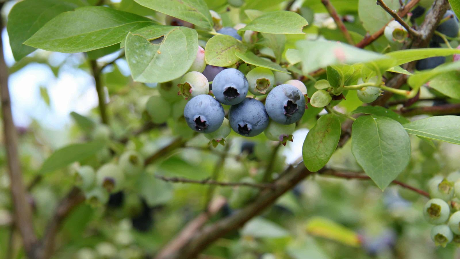 Pick-your-own blueberries ripen in Washington, Mass.