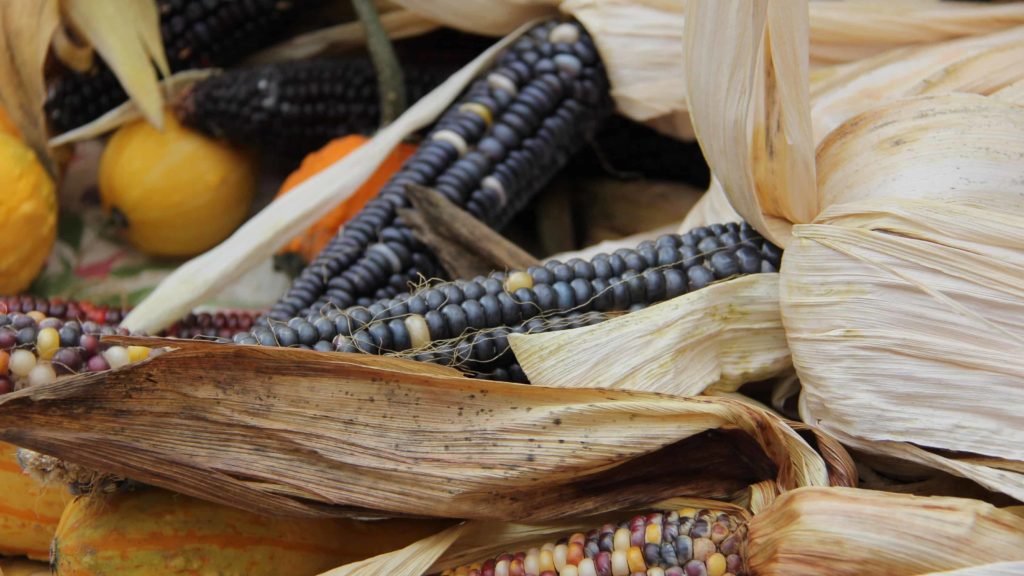 Traditional and heirloom varieties of corn can be good for popping or for flour, or sometimes simply beautiful.