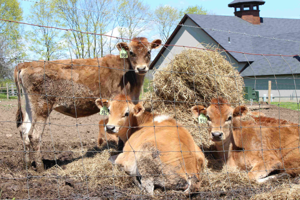 Jersey cows bask on a sunny day at High Lawn Farm in Lee.
