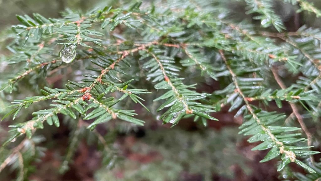 Young hemlock trees hold beads of water on a rainy day at the summit of Mount Greylock.