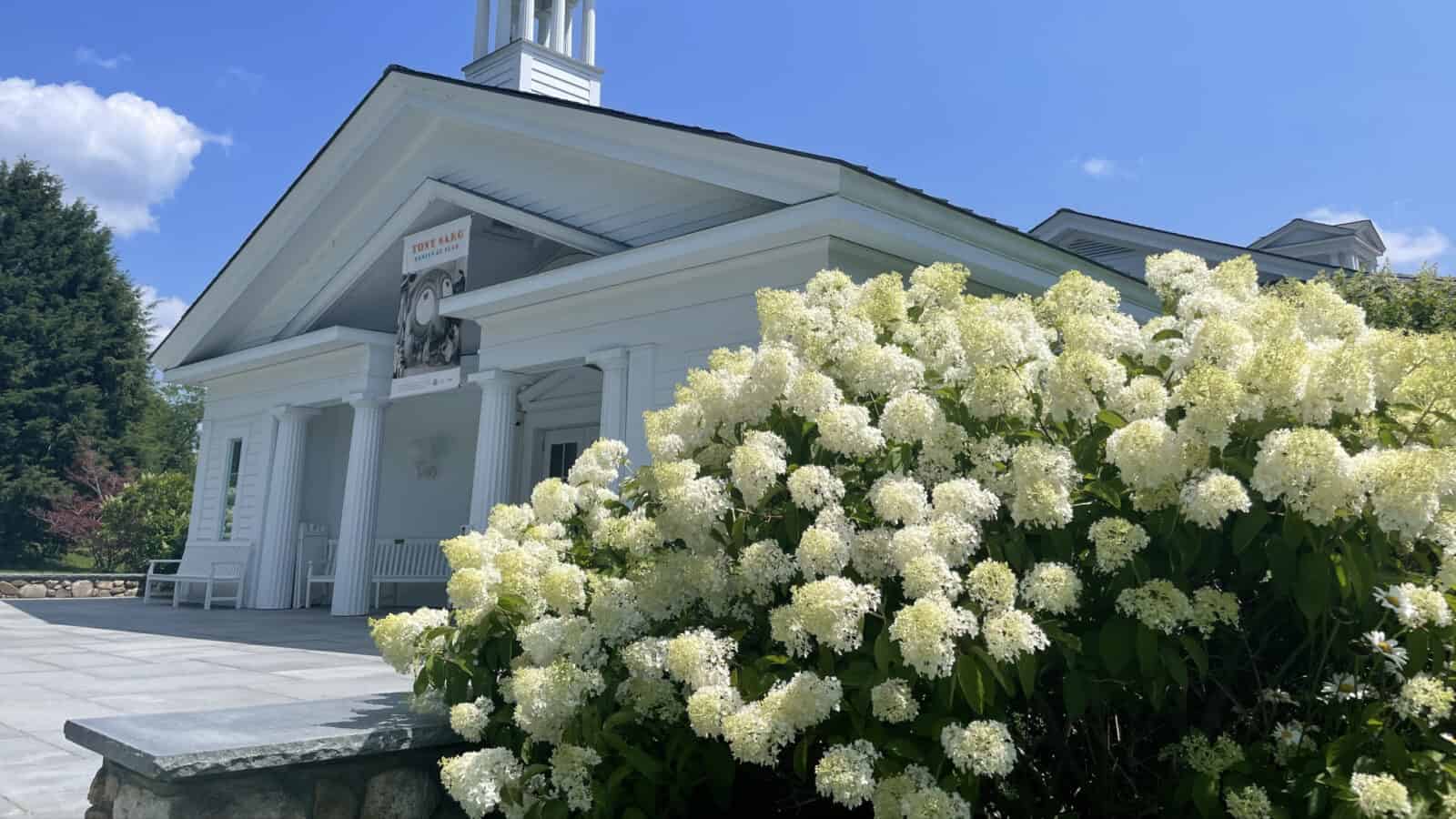 Hydrangeas bloom at the Norman Rockwell Museum on a sunny summer day.