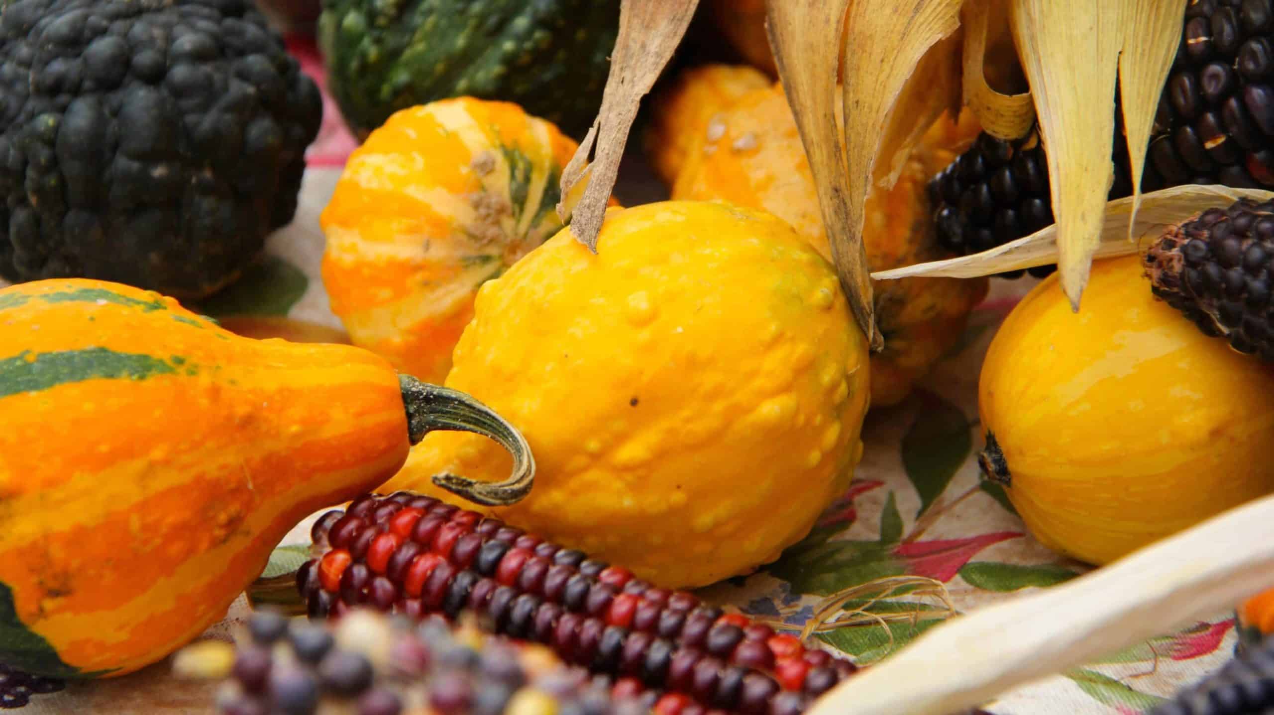 Berkshire squashes, gourds and corn show bright colors at a farmers market.