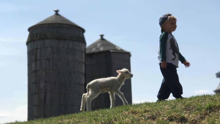 A boy and a lamb walk by the pasture at Hancock Shaker Village.