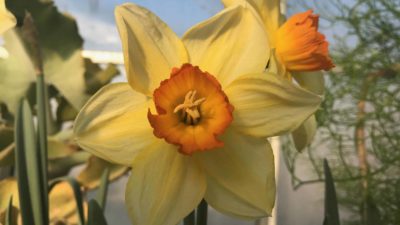 Daffodils anticipate the spring in the annual show of bulbs at the Berkshire Botanical Garden.