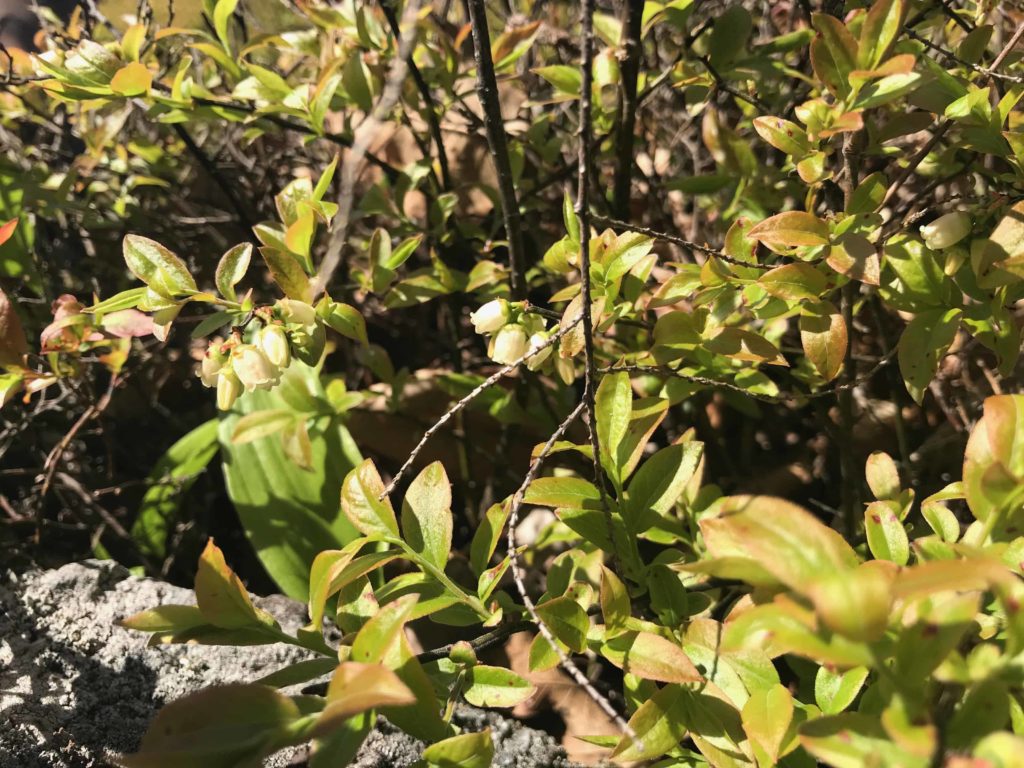Low-bush blueberries bloom on Lenox Mountain at Mass Audubon's Pleasant Valley Wildlife Sanctuary in Lenox.