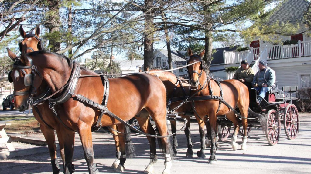 A coach and four horses wait for a parade in Lenox.