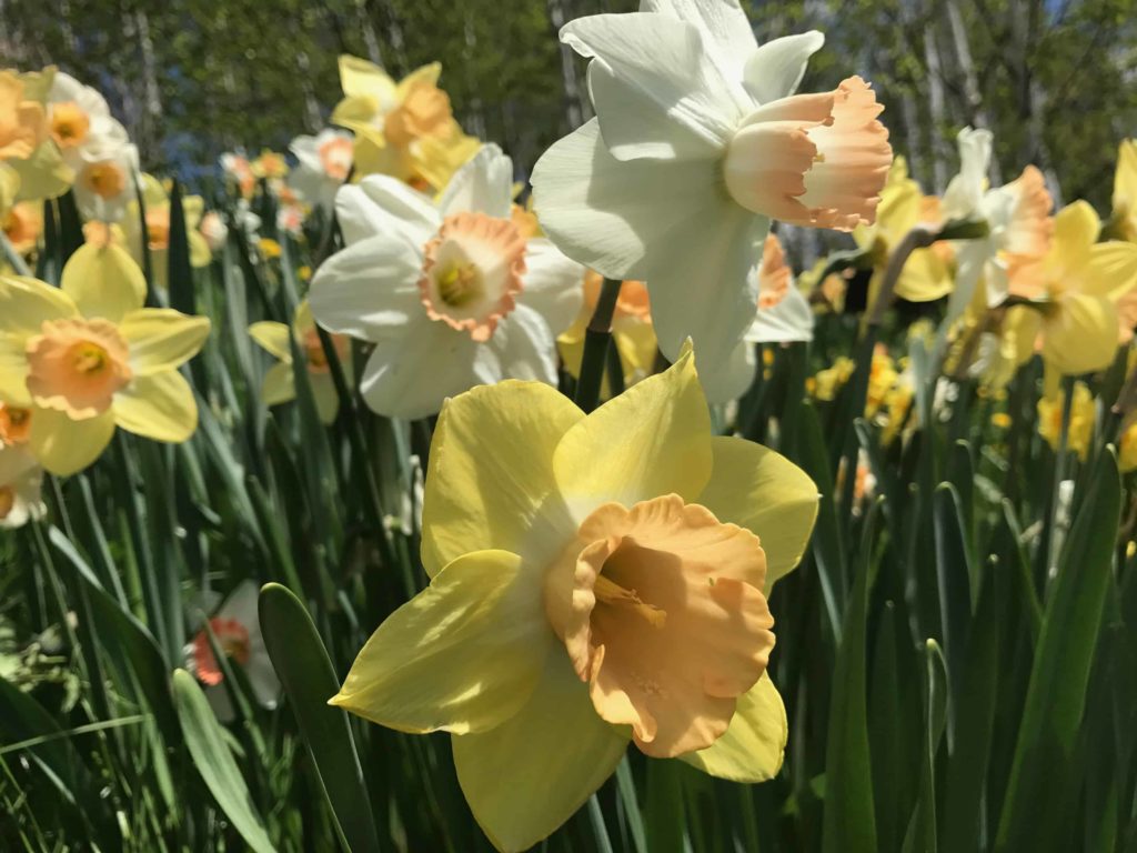 60,000 daffodils and spring bulbs bloom in brilliant color in May at the first Daffodil Festival at Naumkeag in Stockbridge.