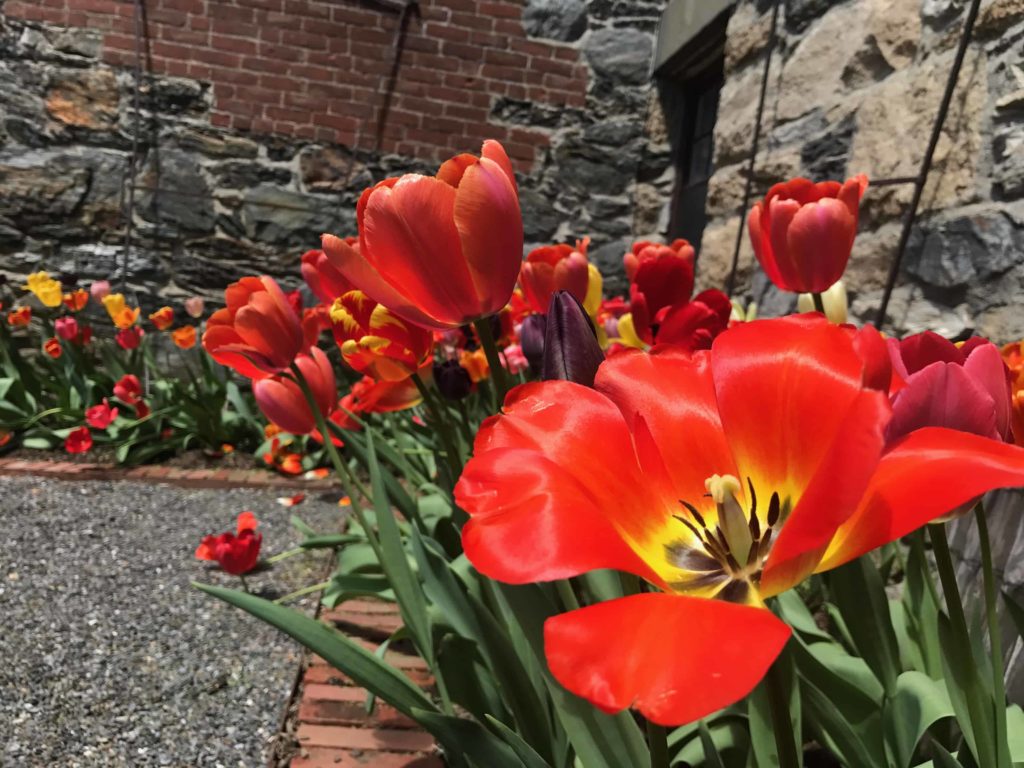 Scarlet tulips glow at the first Daffodil Festival at Naumkeag in Stockbridge
