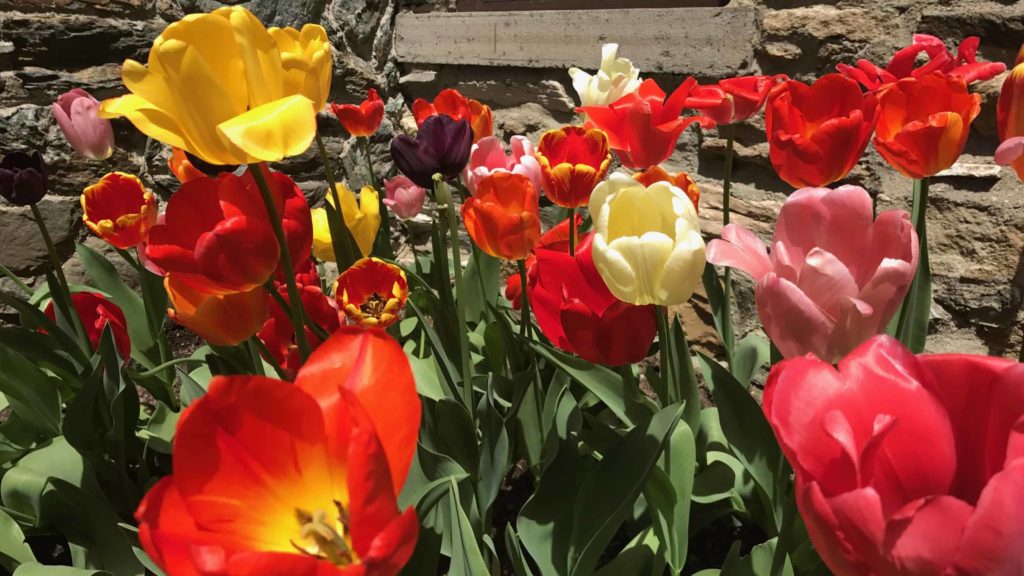 Tulips bloom in a riot of color at the first Daffodil Festival at Naumkeag in Stockbridge