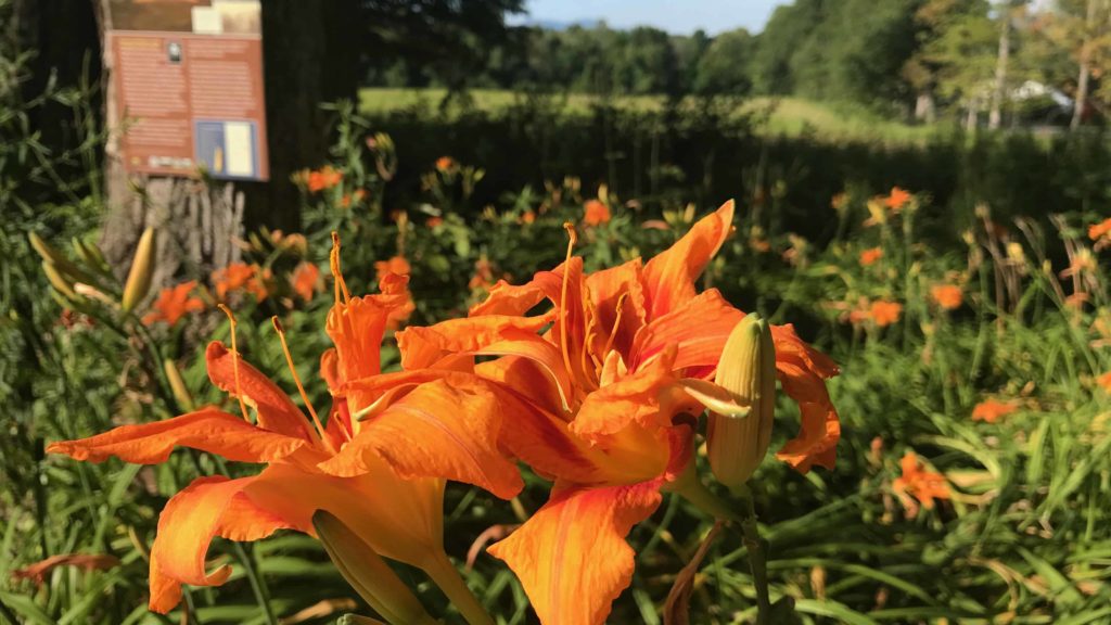 Daylilies bloom at the head of the nature trail at Arrowhead in Pittsfield.