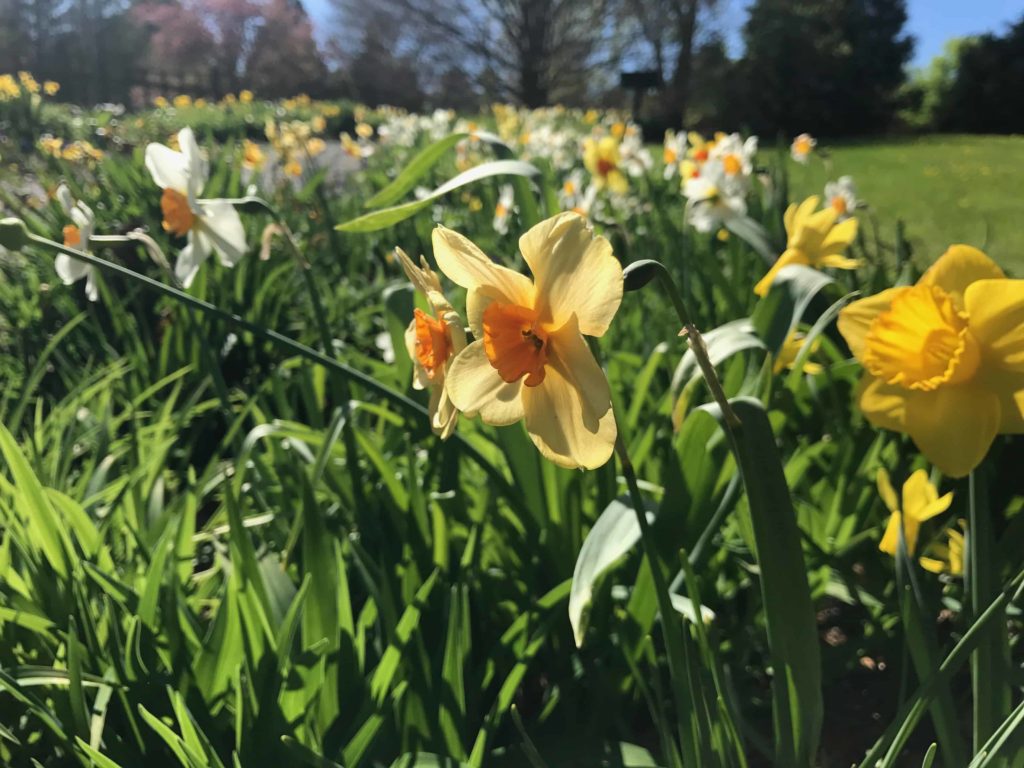 Daffodils bloom along the path at the Berkshire Botanical Garden in Stockbridge.