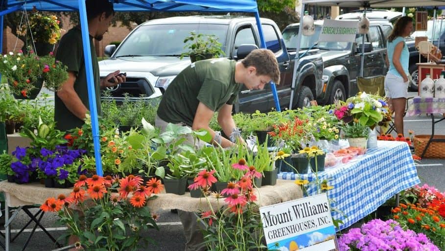 Early summer flowers are in full bloom at the North Adams Farmers Market.