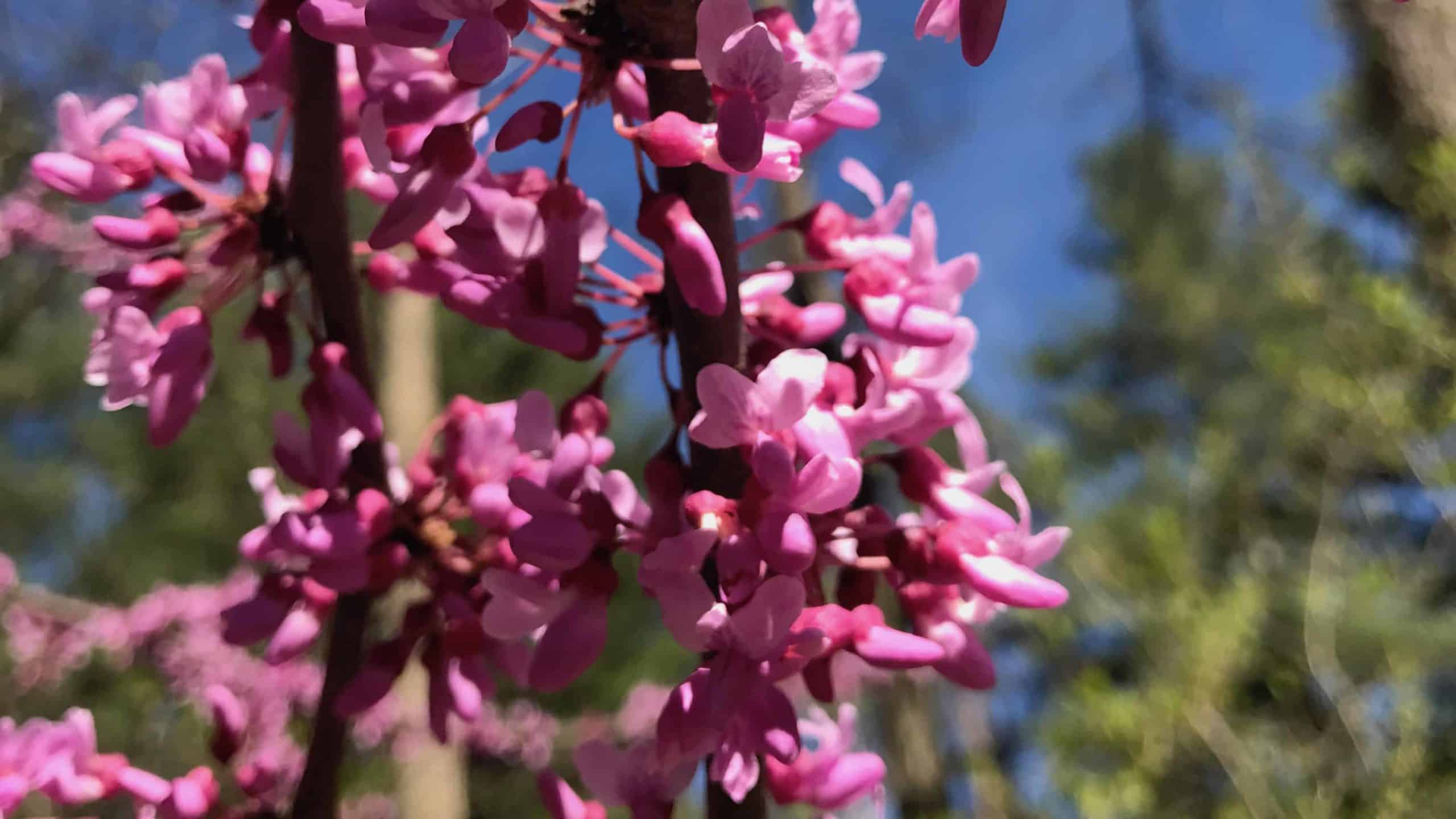 Redbud blooms in May at the Berkshire Botanical Garden in Stockbridge.
