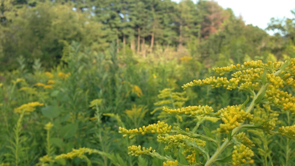Golden Rod blooms in September in the Mass Audubon wildlife sanctuary at Canoe Meadows in Pittsfield.