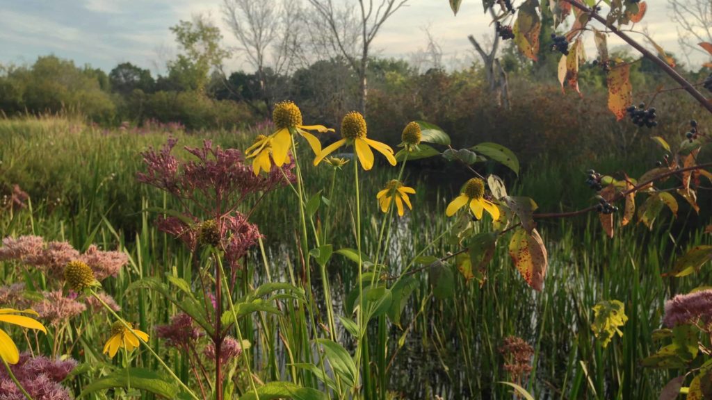 September brings purple and gold to the Mass Audubon wildlife sanctuary at Canoe Meadows in Pittsfield.