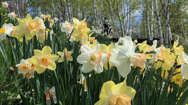 Daffodils bloom in brilliant color in May at the first Daffodil Festival at Naumkeag in Stockbridge.